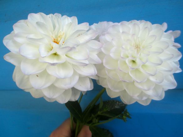 white_dahlias